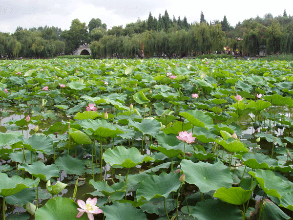 Pond lily garden, Daguanlou