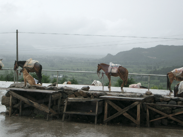 Tea Route